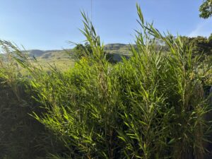 Drakensberg Bamboo