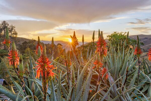 Cavern Aloes