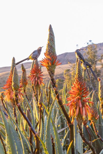 The Cavern Aloes