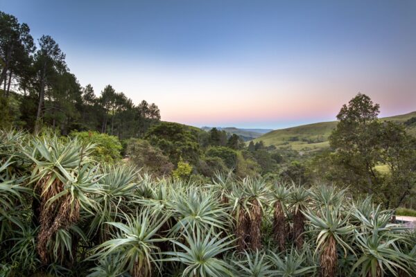 Aloes