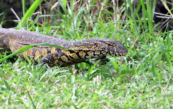 leguaan nile monitor